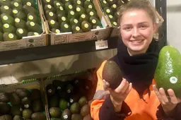 Maak kennis met de Avozilla, een avocado drie keer zo groot als normaal