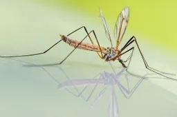 Sporters blijken meer last te hebben van muggen en hun steken