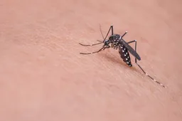 Dit is waarom jij na wat drankjes sneller wordt gestoken door muggen