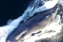 Bultrugwalvis wordt door een drone op een prachtige manier vastgelegd