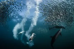 Dit zijn de prijswinnende foto's van de National Geographic Award