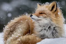 De 25 mooiste natuurfoto's van de National Geographic contest