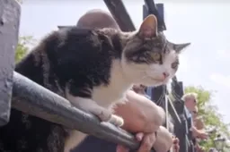 Film showt geniale beestenboel middenin Amsterdam