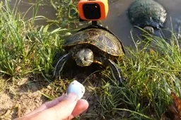 YouTuber maakt GoPro vast aan schildpad en dat levert grappige beelden op