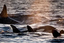 In Noorwegen kun je snorkelen met walvissen en orka's