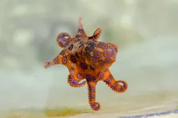 Onwetende toerist speelt met extreem dodelijke blauwgeringde octopus