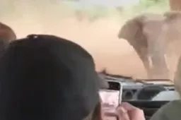 Boze olifant achtervolgt een busje vol toeristen tijdens safari in Zuid-Afrika