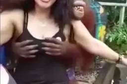 Deze video laat zien waarom wij mannen veel overeen hebben met botergeile orang oetans