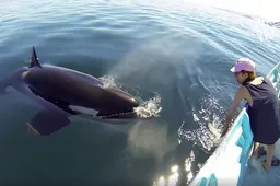 Vriendelijke orka speelt met vrouw in een boot