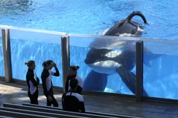 Er is eindelijk een verbod op de orka shows in SeaWorld San Diego