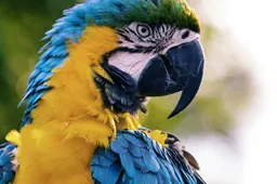 Een papegaai wordt bijna sleutelgetuige in een moordzaak
