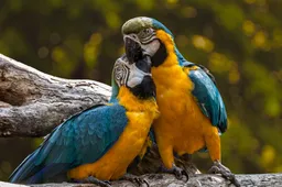 Papegaaien leren elkaar vloeken tijdens quarantaine, schelden bezoekers uit
