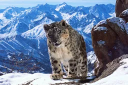 Officiële en extended trailer van Planet Earth II toont waanzinnige natuurbeelden