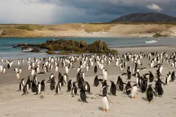 Je kan je eigen eiland kopen inclusief tienduizenden pinguïns