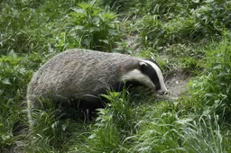 Drentse dassen gaan los voor de wildcamera