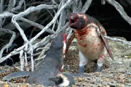 Pinguïns vechten om vrouwtje in keihard en bloederig gevecht