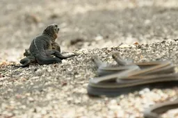 Iguana wordt opgejaagd door tientallen slangen in super intense scène van Planet Earth II