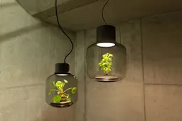 Met deze lamp kan je overal een plant laten groeien zonder ook maar iets te hoeven doen