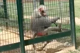 Baviaan wordt helemaal wild en gooit poep naar bezoekers dierentuin