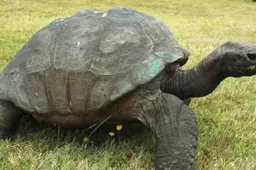 Oudste schildpad ter wereld blijkt per ongeluk homo te zijn