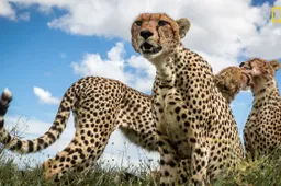 De hoogtepunten uit de National Geographic ‘Fotograaf van het Jaar’ wedstrijd tot nu toe