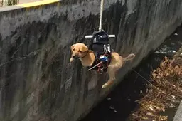 Gast is een baas want maakt drone met robotarm om puppies te redden