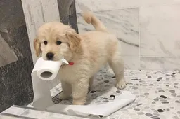 14 puppyfilmpjes waar je elk meisjeshart mee laat smelten