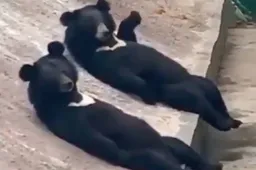 Beren staan op hun achterpoten en zwaaien naar mensen in de dierentuin