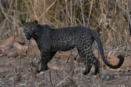 Student fotografeert extreem zeldzaam zwart luipaard op eerste safari trip