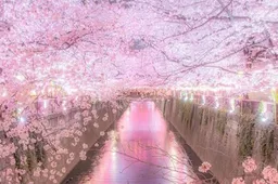 De schitterende sakura staat weer in bloei in Japan