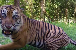 De beste GoPro momenten van 2017 geven je zin om met een tijger te stoeien