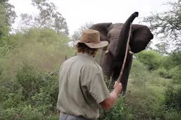 Safarigids heeft ballen van staal en trotseert een Afrikaanse olifant