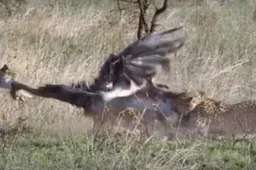 3 cheetahs nemen het op tegen één struisvogel