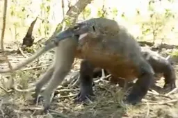 Hier, een komodovaraan die een aap met huid en haar oppeuzelt