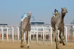 Op het Koning Abdulaziz Camel Festival wordt er gestreden voor een hoofdprijs van 50 miljoen euro