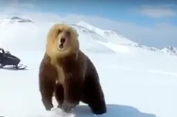Boze bruine beer valt domme kneuzen op sneeuwscooter aan