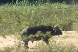 Buffel beukt leeuw een paar meter de lucht in nadat 'ie zijn maat aanvalt