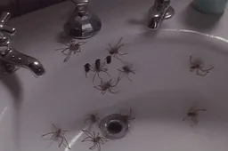 De regisseur van SAW is bezig met een remake van spinnenfilm Arachnophobia