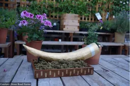 Deze enorme $24.000 dollar dure joint is de duurste ooit gedraaid