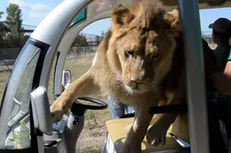 Leeuw springt in toeristenkarretje en sommeert bestuurder om uit te stappen