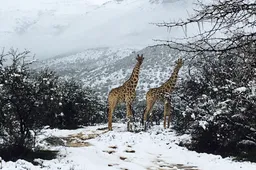 Bizarre beelden van Zuid-Afrika in de sneeuw