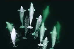 Narwal zwemt al jaren met groep witte dolfijnen