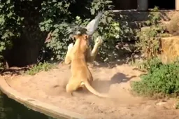 Reiger vliegt in leeuwenverblijf van Artis en heeft hongerige leeuw niet op tijd door