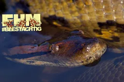 Zelfs als krokodil ben je niet veilig voor de gigantische anaconda