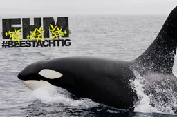 Dit is waarom orka’s ook wel killerwhales genoemd worden