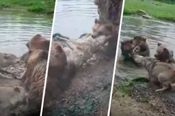 Beelden van de vier beren die een wolf verscheuren in een Nederlands dierenpark