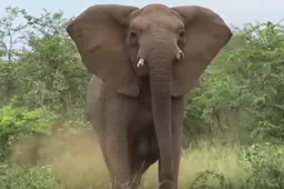 Pisnijdige olifant jaagt toeristen in Krugerpark stuipen op het lijf
