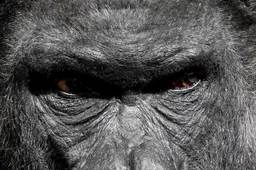 Waarom Mike Tyson 9.000 euro bood om met een gorilla te vechten