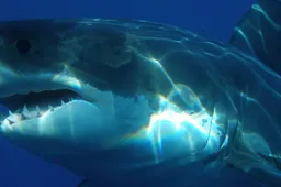 Gigantische witte haai stikt in een zeeschildpad en delft het onderspit