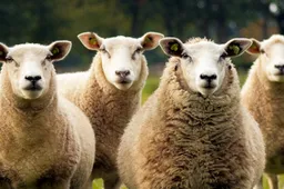 Franse school schrijft vijftien schapen in om tekort aan leerlingen op te lossen